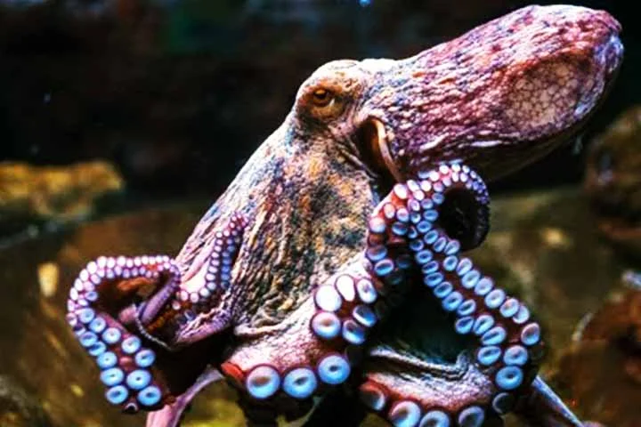 Por exemplo, enquanto o cérebro pode estar focado em escapar de um predador, os braços conseguem, simultaneamente, explorar tocas, manipular objetos ou capturar presas. É como se o polvo tivesse múltiplas linhas de pensamento operando em paralelo.