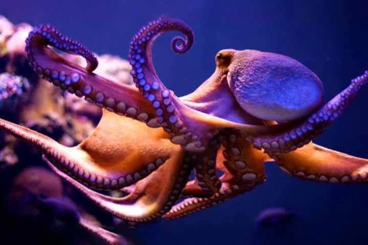 Em outras palavras: os braços “pensam” sozinhos, mas não deixam de “conversar” com o cérebro central. E essa descentralização não é uma simples curiosidade anatômica. Ela é fundamental para a maneira como os polvos interagem com o ambiente.