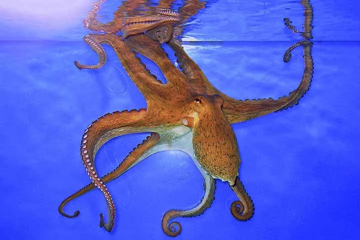 O coautor do estudo Clifton Ragsdale comentou que essa organização permite uma coordenação sofisticada de movimentos similares aos de vermes, o que faz sentido, já que os braços dos polvos podem se contorcer em quase qualquer direção.