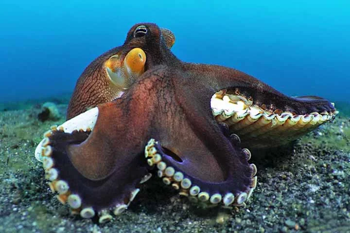 Mas o que realmente o coloca em um patamar único é sua estrutura cerebral, completamente diferente da maioria dos animais complexos. Enquanto mamíferos e aves possuem um sistema nervoso centralizado no cérebro, os polvos seguem um caminho bem diferente.