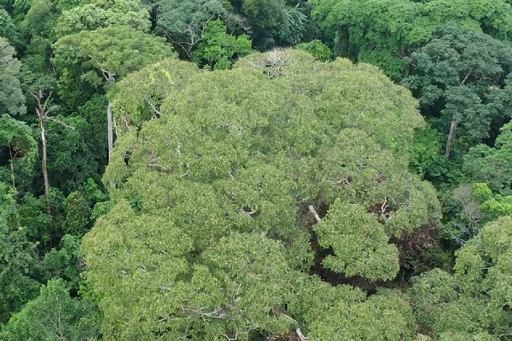 O resultado mostrou que a Dipteryx oleifera sofre poucos danos quando eletrocutada, ao contrário de outras espécies, que frequentemente morrem.