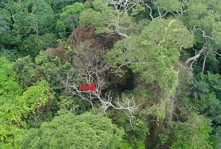 Além disso, os raios eliminam lianas parasitas (reduzindo infestações em 78%) e matam árvores vizinhas, reduzindo a competição por luz e nutrientes.