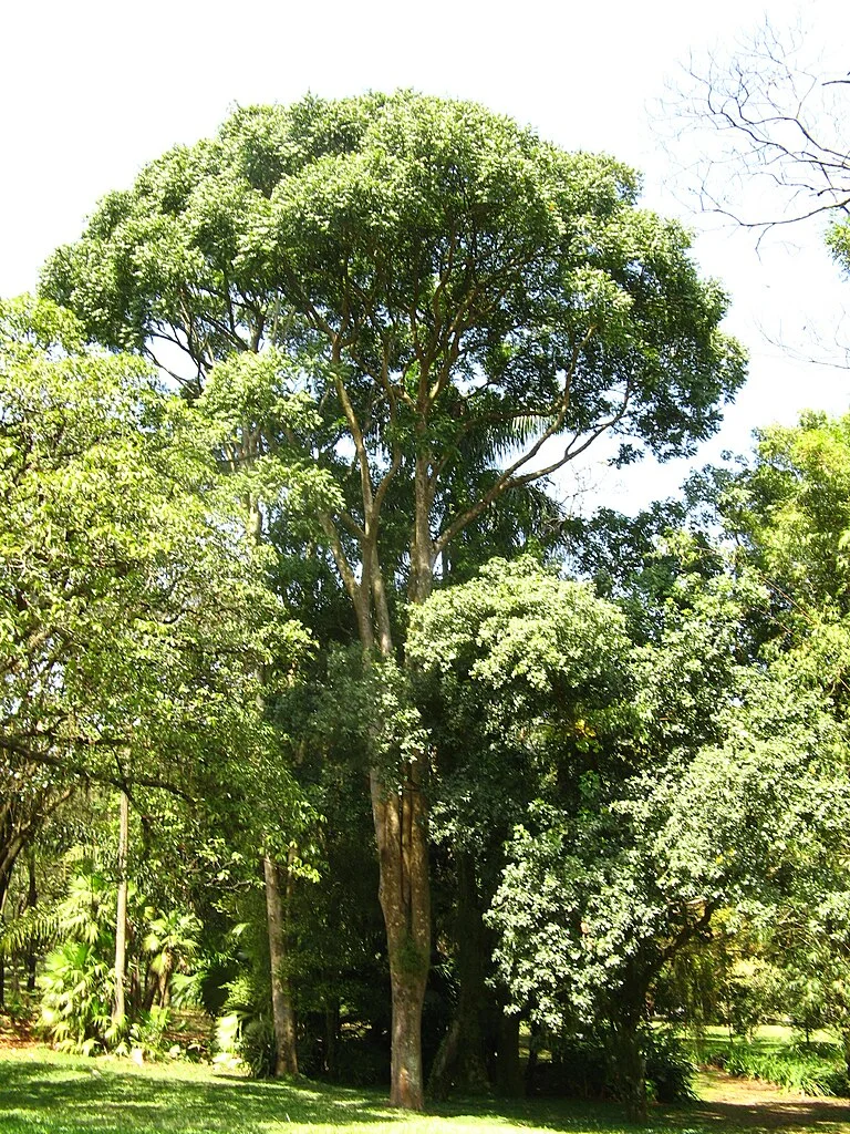 Existe uma canção chamada Jequitibá, composta por José Ramos, sambista da Mangueira, cuja letra diz O jequitibá do samba chegou, Mangueira é uma floresta de sambistas, onde o jequitibá nasceu. Beth Carvalho gravou.