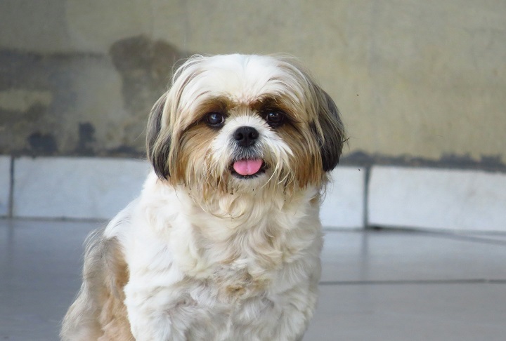 Shih Tzu: Originária do Tibet, essa raça tem pelagem longa, olhos grandes e uma expressão doce. É afetuoso, sociável e se dá bem com crianças e outros animais. Porém, segundo a ciência, não é dotado de beleza...