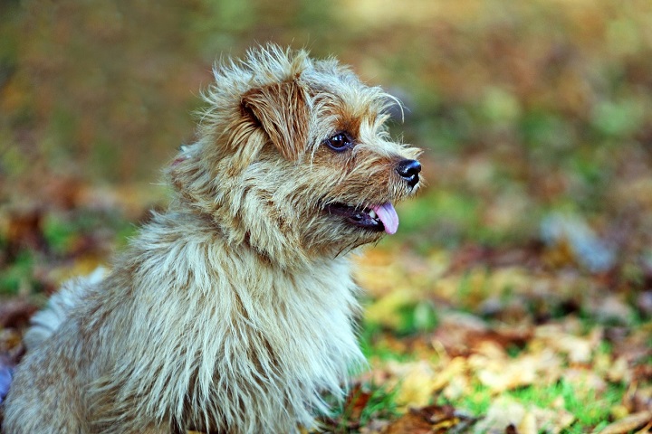 9º) Norfolk Terrier: Originária da Inglaterra, essa raça é conhecida por suas orelhas caídas e expressão de alerta. Inicialmente criado para caçar roedores, é corajoso e inteligente.