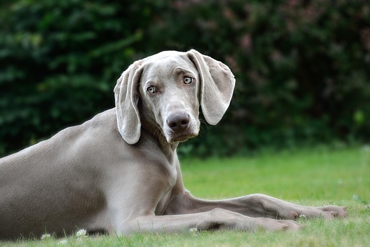 6º) Weimaraner: Raça alemã de porte médio a grande, conhecida por sua elegância, olhos claros e pelagem cinza prateada. Afetuoso e protetor, é um excelente cão de companhia, mas pode ser teimoso se não for bem treinado.