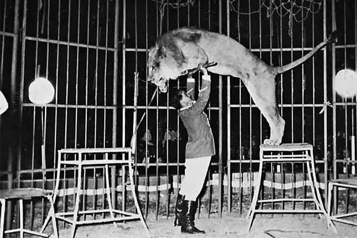 Desde os primeiros circos modernos, animais como elefantes, leões, tigres, cavalos e ursos eram frequentemente utilizados em apresentações.
