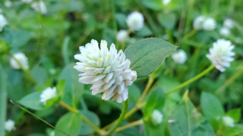 A planta fáfia é amplamente reconhecida por seu valor medicinal (Imagem: Wahyu Stock | Shutterstock)