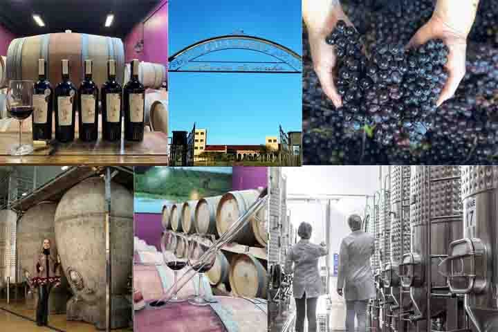 A programação combina tradição rural com enoturismo de qualidade. A paisagem da região, repleta de parreirais e oliveiras, completa a imersão em uma das vinícolas mais autênticas do sul do Brasil.