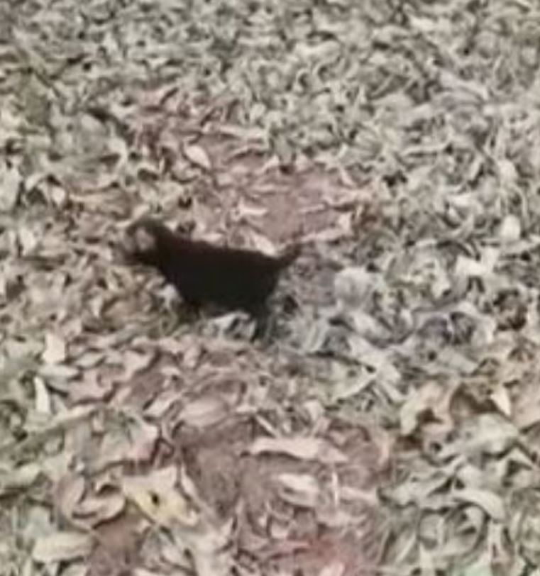 As notícias chamam atenção porque muitas pessoas nem sequer conhecem essa espécie. 