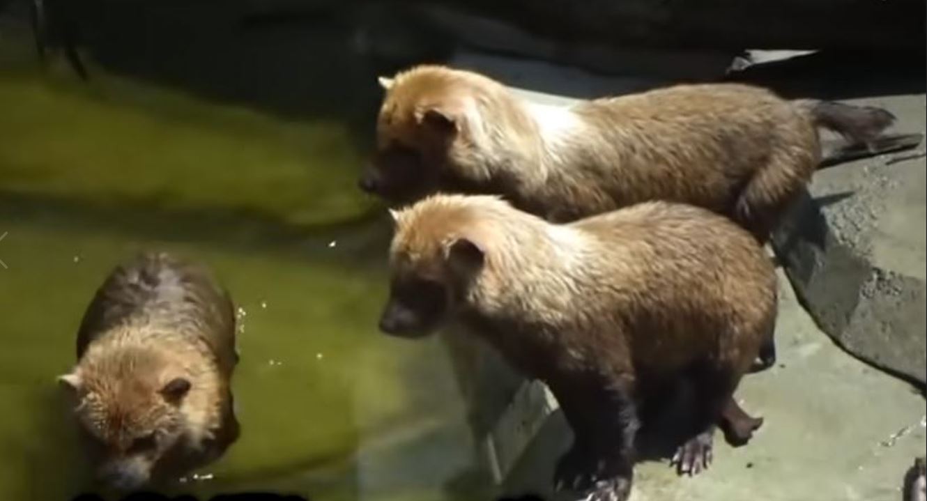 Ambientalistas destacam a importância das áreas de preservação para a sobrevivência dos cachorros-vinagre e dos tatus-canastra. 