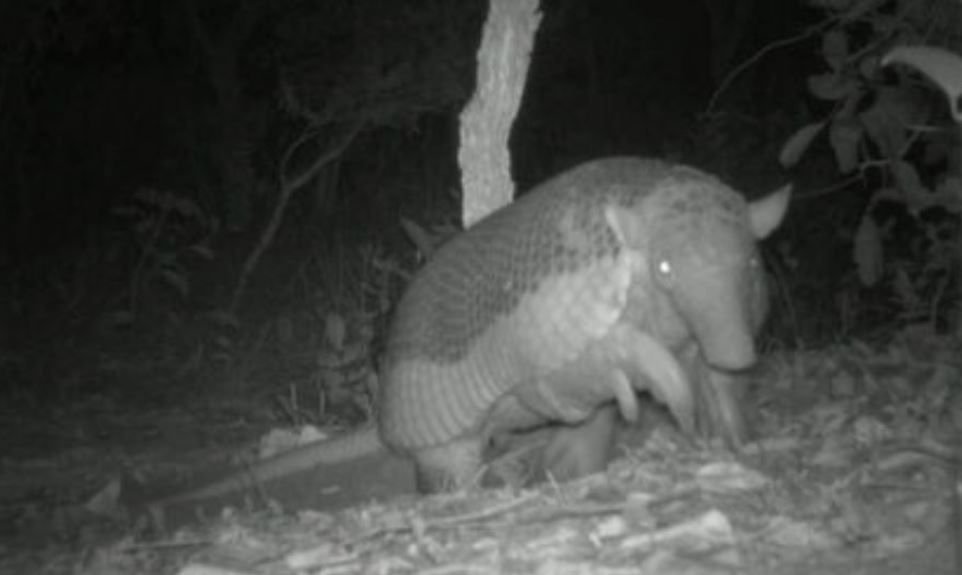 Quando os tatus saem, os cachorros-vinagre e outras espécies aproveitam o túnel para se abrigar. 