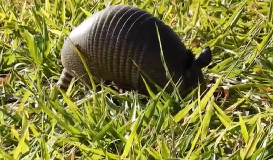 O tatu-canastra, também conhecido como tatuaçu,  é a maior espécie viva de tatu,  habita a América Latina e tem cerca de 1 metro de comprimento . Esta espécie também está sob risco de extinção por causa da caça ilegal