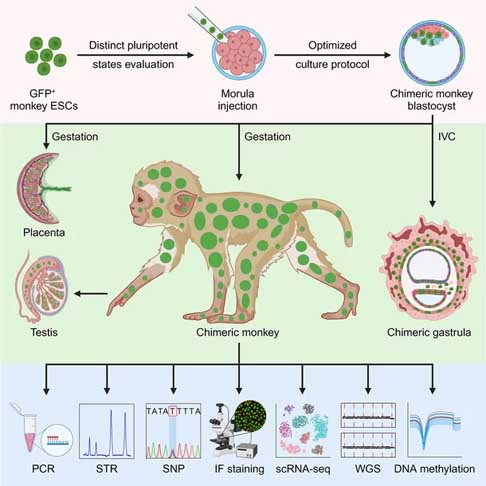 Este é o primeiro caso em que o componente genético inserido compõe uma grande parcela do tecido do animal. As células-tronco inoculadas formaram 92% do tecido cerebral do recém-nascido e uma média de 67% de sua composição geral.