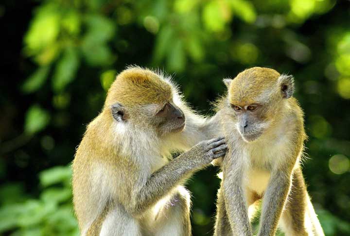 Mas afinal, o que significa quimera? Esse termo é oriundo da Grécia e é uma criatura monstruosa, geralmente representada como um ser híbrido, combinando partes de diferentes animais. Uma quimera clássica tem a cabeça de um leão, o corpo de uma cabra e a cauda de uma serpente.