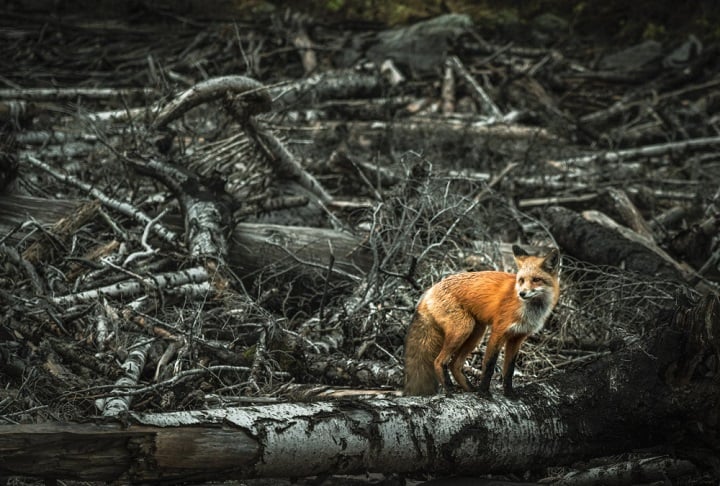 Segundo ele, a Terra pode passar por uma situação parecida com a que aconteceu há milhões de anos, no chamado Período Permiano, quando cerca de 90% das espécies desapareceram por causa das condições extremas.