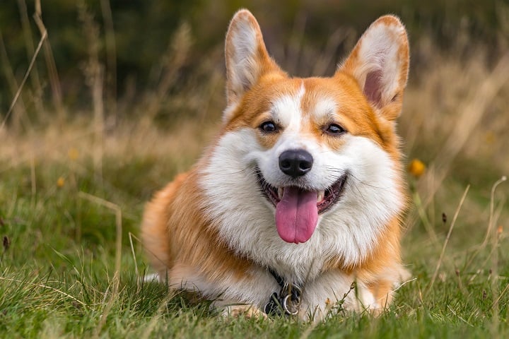 10º) Pembroke Welsh Corgi: Essa é uma raça originária do País de Gales, conhecida por suas pernas curtas, corpo alongado e orelhas grandes e eretas. Ficou famoso por ser o favorito da Rainha Elizabeth II. 