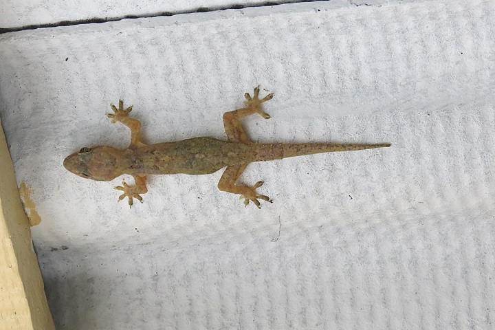 Na Ásia, a lagartixa é um alimento popular em países como China, Vietnã, Tailândia e Camboja. 