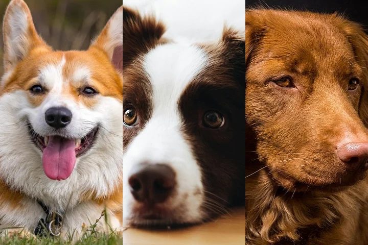 Ficou curioso para saber qual o cão mais bonito do mundo, segundo a ciência? Confira o ranking a seguir!