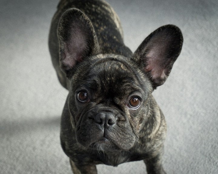 Buldogue Francês: Conhecido por suas orelhas grandes em formato de morcego e focinho achatado, o Buldogue Francês é um dos cães mais populares do mundo, mas ficou mal no ranking de beleza.








