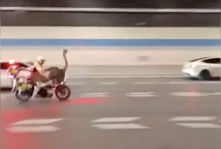 Pouco mais tarde, a equipe do zoológico local chegou para resgatar o animal. 