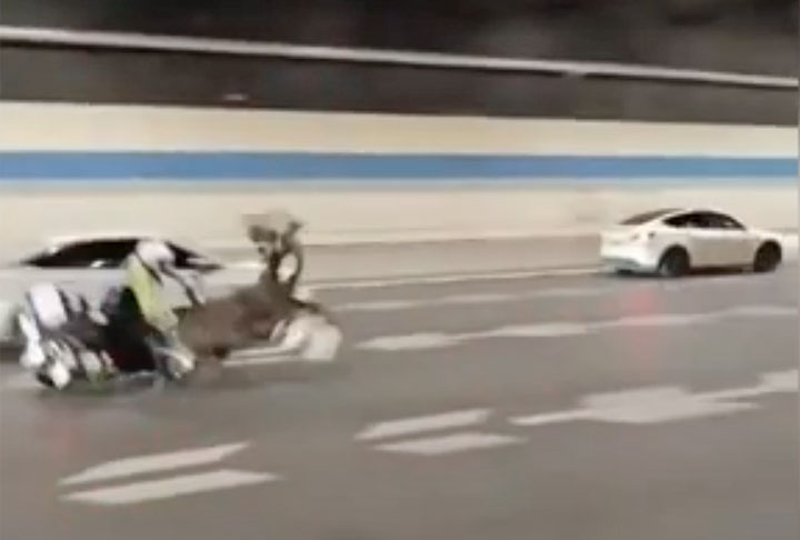 Quando a ave se acalmou e ficou estável, a polícia a retirou da estrada.