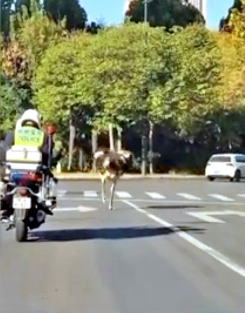 Um funcionário do Centro de Comando da Polícia Rodoviária Zhengzhou disse que o animal era muito grande.