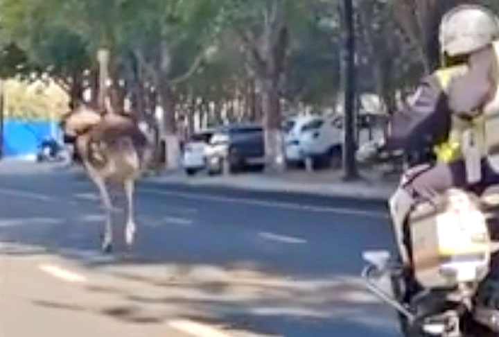 As autoridades ainda investigam de onde ele escapou e como chegou à estrada.