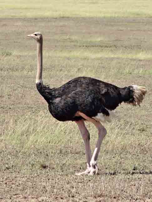 O avestruz é considerado a maior ave que existe. Ele pode medir até 2,4 metros e pesar 150 quilos.