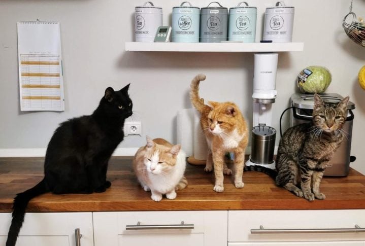 A habilidade de um gato retornar ao seu lar é denominada psi-viagem. Especialistas teorizam que os felinos utilizam a angulação da luz solar ou células magnéticas cerebrais como uma bússola.