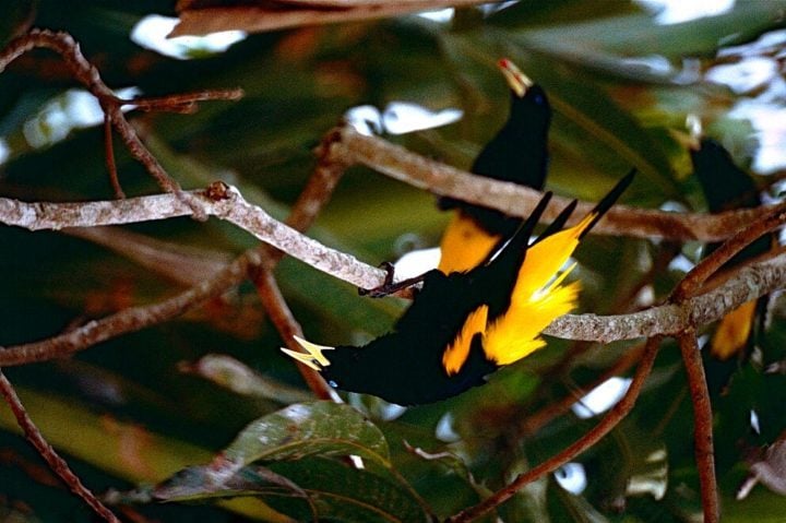 Ele tem uma habilidade incrível de imitar sons, como os de tucanos, periquitos e até macacos-de-cheiro.