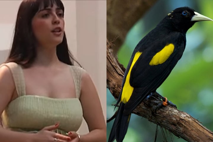 A música foi interpretada pela pianista Patrícia Valadão em 2009, durante o recital de mestrado de Isabela de Figueiredo Santos na Escola de Música da UFMG.