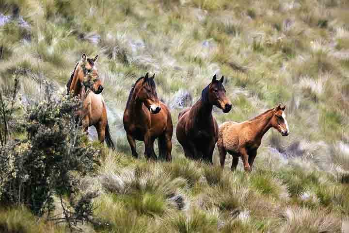 A comunicação entre os cavalos ocorre por meio de relinchos, linguagem corporal e movimentos das orelhas.