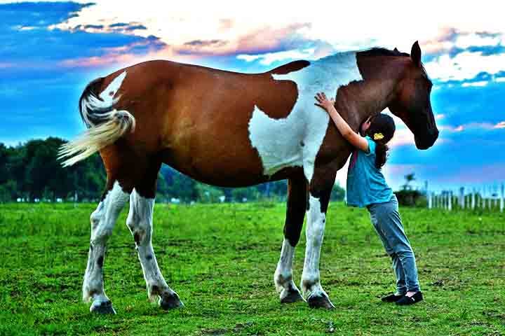 Na terapia, os cavalos auxiliam no desenvolvimento motor, emocional e cognitivo de pessoas com deficiências físicas ou psicológicas.