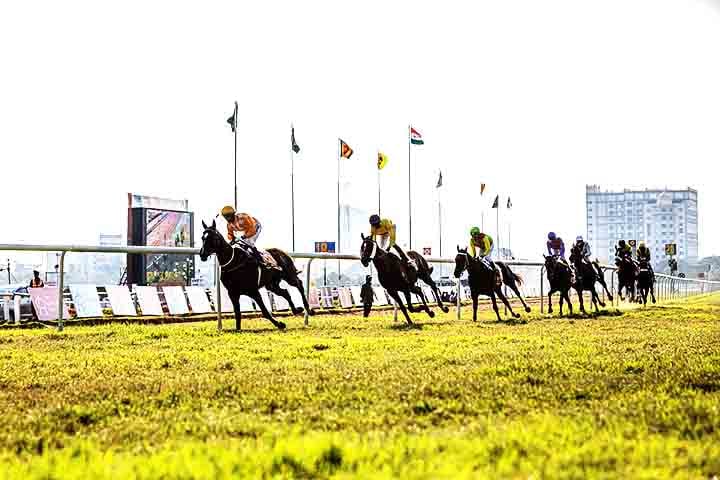 Ao longo da história, os cavalos foram essenciais em guerras, agricultura, transporte e esportes. Hoje, são usados em hipismo, corridas, trabalho rural e até terapia equina.