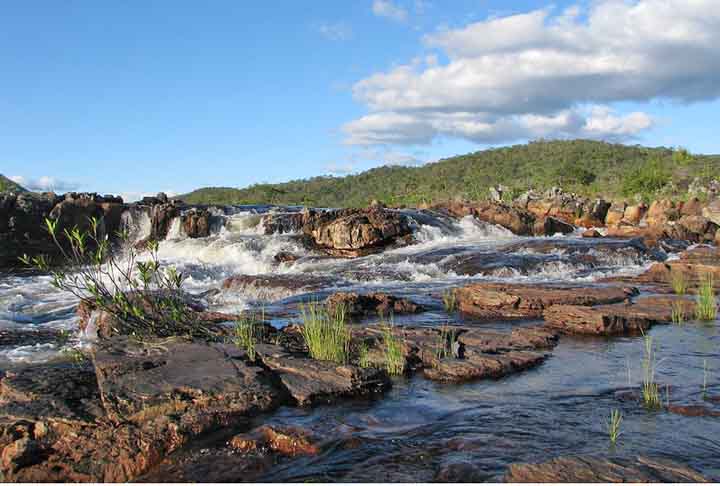 A espécie foi identificada pela primeira vez na década de 1970 na Chapada dos Veadeiros, parque nacional que abrange os municípios de Alto Paraíso de Goiás, Cavalcante, Teresina de Goiás, Nova Roma e São João d'Aliança, no nordeste do estado.