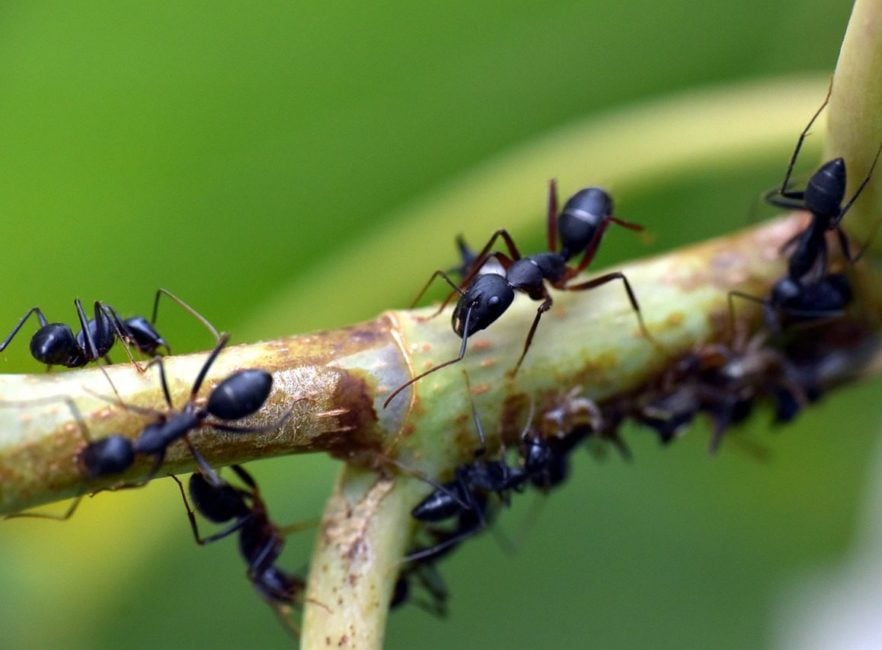 Embora ainda não tenham sido feitos testes em humanos, os resultados preliminares são animadores.