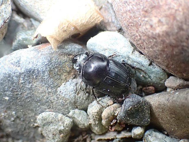 Onthophagus taurus: Considerado o inseto mais forte do mundo, essa espécie de besouro é capaz de carregar 1.141 vezes o seu próprio peso, o que equivale a um ser humano de 70 kg conseguir levantar 80 toneladas!
