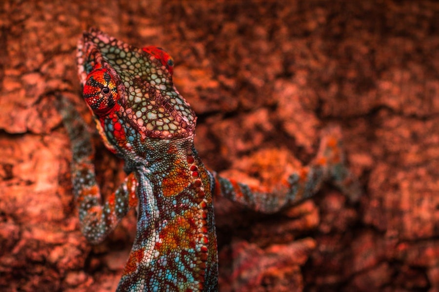 Camaleão: Se existe um animal com o poder de ficar invisível, é o camaleão. Além de usar a habilidade para fugir de predadores, ele a usa principalmente para se comunicar com outros camaleões e controlar a temperatura corporal.