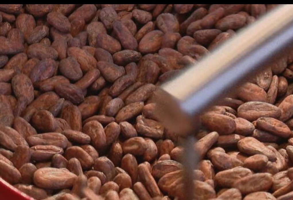 As amêndoas torradas, quando estão prontas para virar receita de chocolate, já têm um sabor especial.