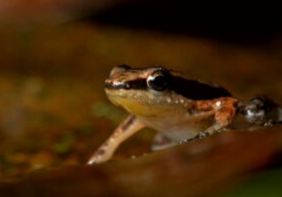 Desde então, o foguetinho só foi visto em oito cidades. A mais recente é Pirenópolis, onde uma equipe do Instituto Boitatá viu o sapo e registrou sua presença.