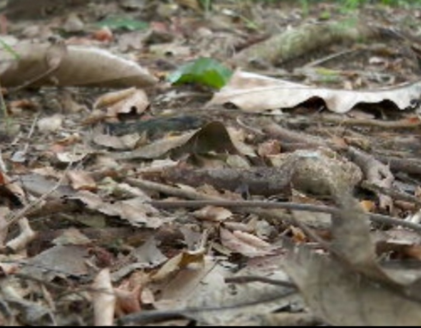 O sapo foguetinho gosta de viver em mata fechada, sobre folhas que caem das árvores.