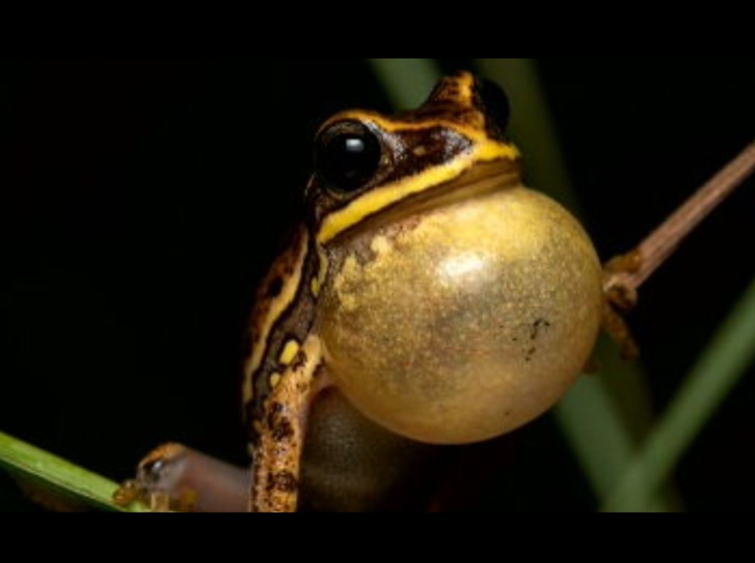 O sapo incha o papo e canta para acasalar, marcar território ou quando está sendo presa de outro animal. Para cada caso, o canto é diferente.