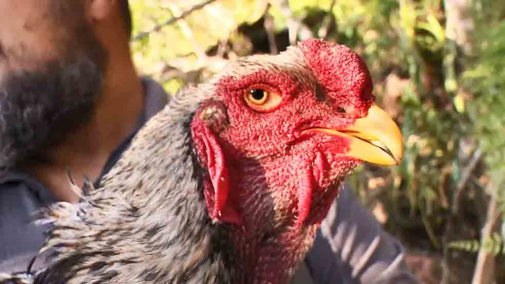 A gente adquiriu ovos das aves pela internet e eu também comprei aves de outros criadores contou ao portal G1 Leonardo Pontini, de Vargem Alta, no Sul do Espírito Santo. Ele cria aves da espécie há 17 anos.