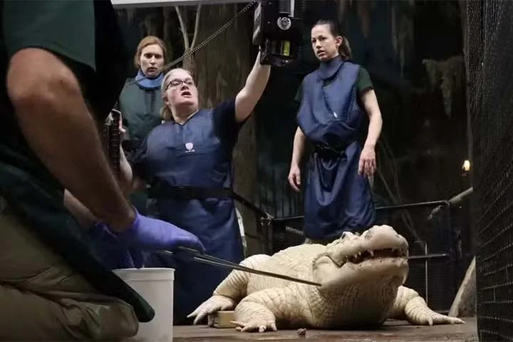 Durante um exame de rotina, os funcionários detectaram a presença dos objetos de metal no corpanzil do jacaré. 
