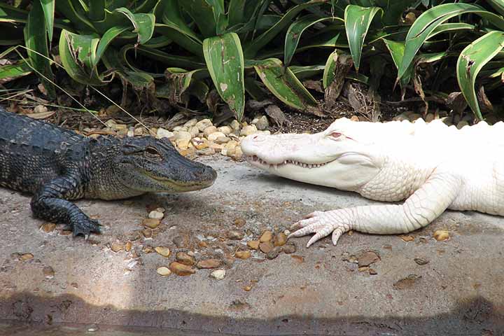 O Zoológico e Aquário de Omaha, um dos principais dos Estados Unidos, tem sob sua responsabilidade dez jacarés americanos. 
