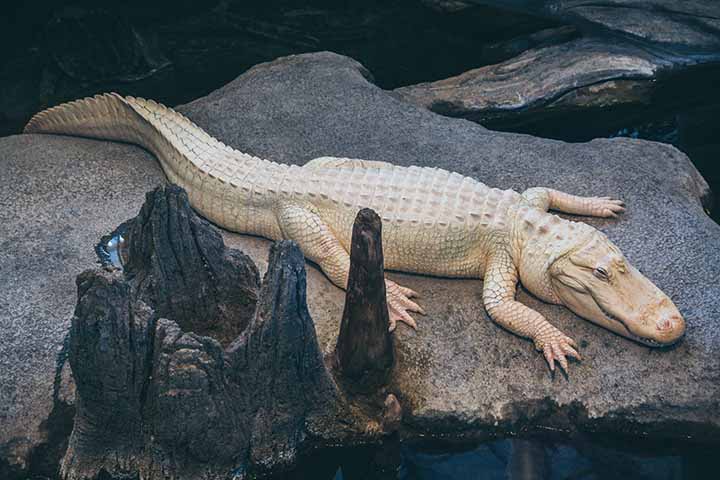 Por ter a pele branca, o jacaré leucístico não pode ficar muito tempo exposto à luz solar sob risco de queimaduras. 
