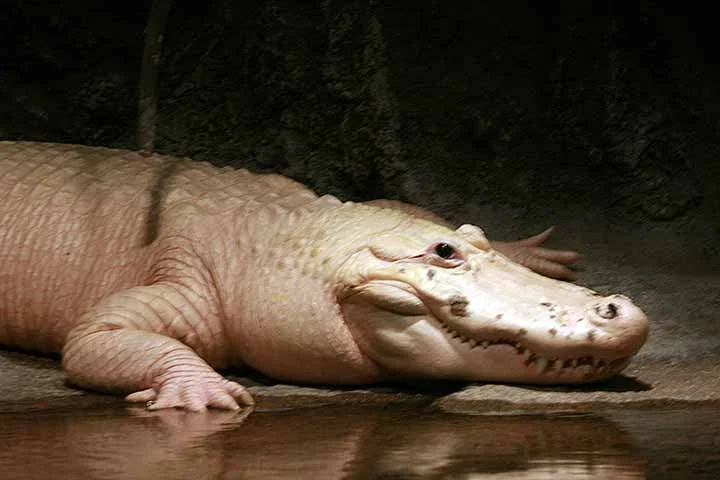 Batizado pelo estabelecimento de Thibodaux, o jacaré branco tem 36 anos. 
