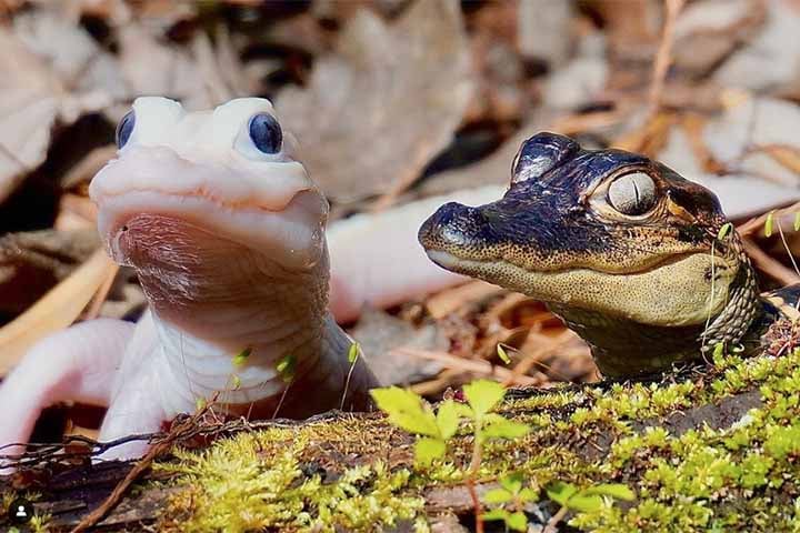 Jamais havia ocorrido o registro (acompanhamento) do nascimento de um jacaré leucístico no mundo. 

