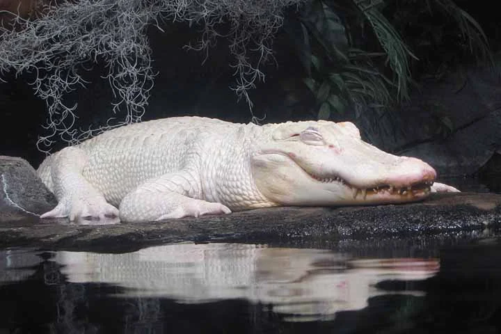 Thibodaux é um exemplar raríssimo de jacaré americano por ser portador de uma variação genética. 
